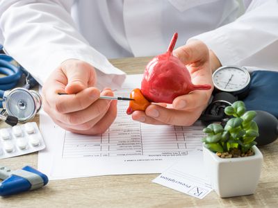 doctor holding a model of the prostate gland