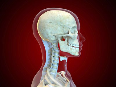 Human ligaments, illustration