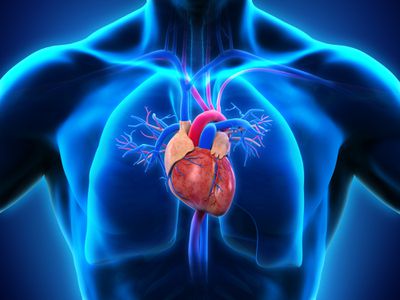 Human heart and valves